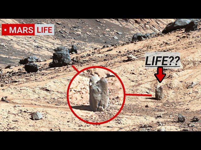 NASA Mars Rover Perseverance Sent Shocking 360° Footage of Mars Life! Curiosity' Rover Mars in 4K