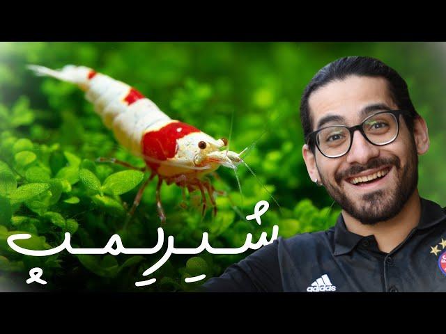  آموزش نگهداری شیریمپ در آکواریوم