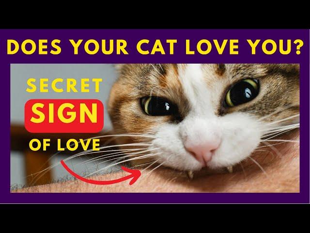 10 Proven Signs that Your Cat Loves You - Some of Them Might Shock You️