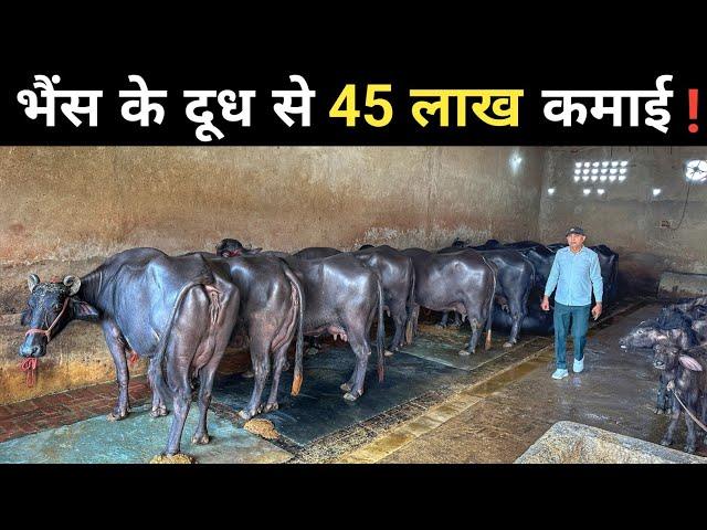 मुर्रा भैंस से कर रहे हैं तगड़ी कमाई | Buffalo Milk Farm | Buffalo Milk Business | Buffalo Farming