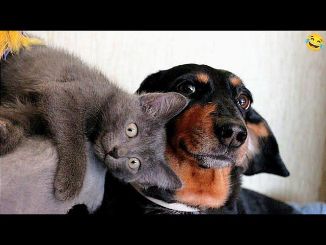 Funny ANIMALS videos  Funniest CATS  and DOGS  2024