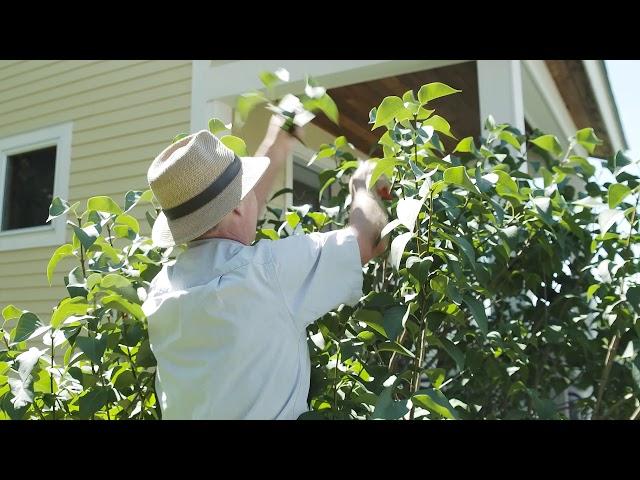 Lilac Pruning