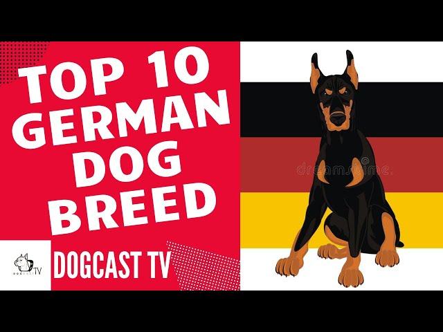 TOP 10 GERMAN DOG BREEDS! DogCastTV!