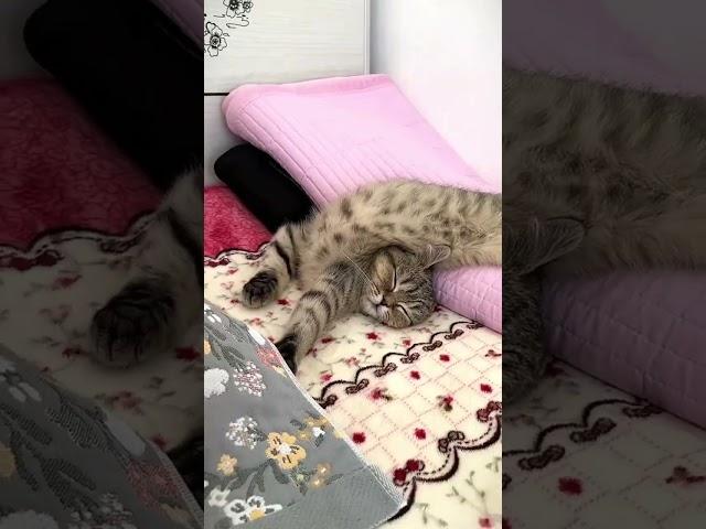 Cats Are Crazy Even While Sleeping