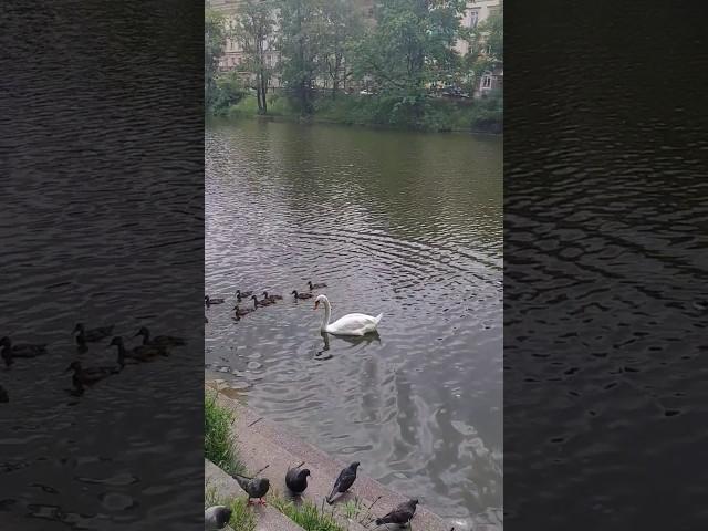 Весёлая  компания. 