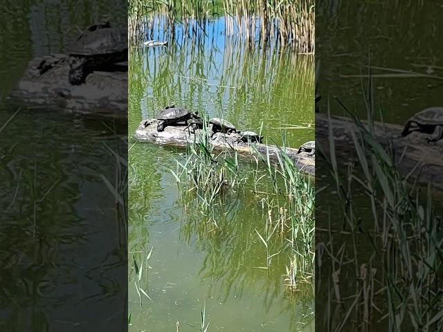 Райдуга_черепахи