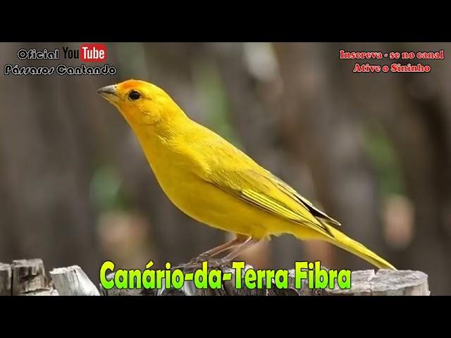 Canário -da-Terra Canto fibra