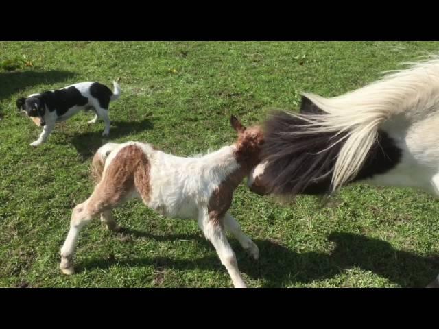 Miniature Shetland Pony Foaling 2016