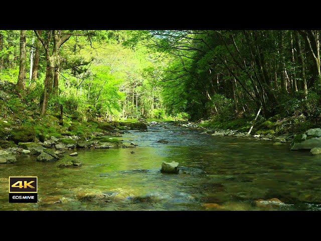 4K Natural environmental sounds ASMR / Sounds of rivers with spring water / Chirping birds