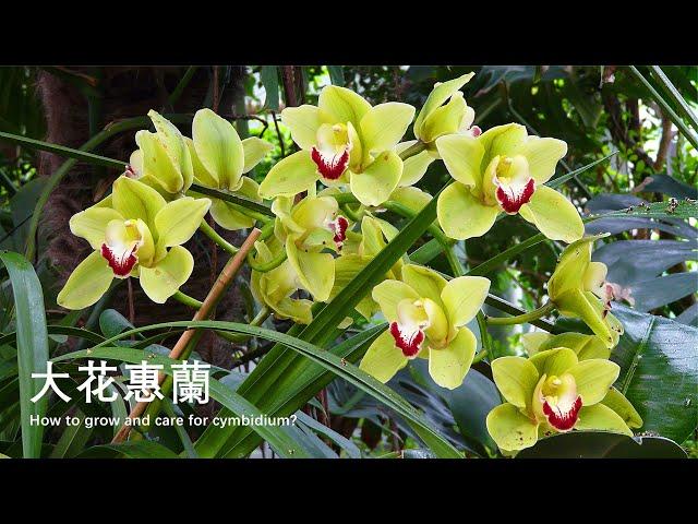 How to grow and care for cymbidium?