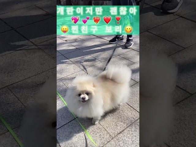 찐 개판에 놀아나는 아빠.. #감사 #행복 #사랑 #dog #pet #찐사랑 #찐행복 #찐감사 #happy #love #thanks #goodmorning #goodluck