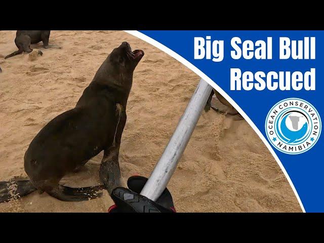 Big Seal Bull Rescued