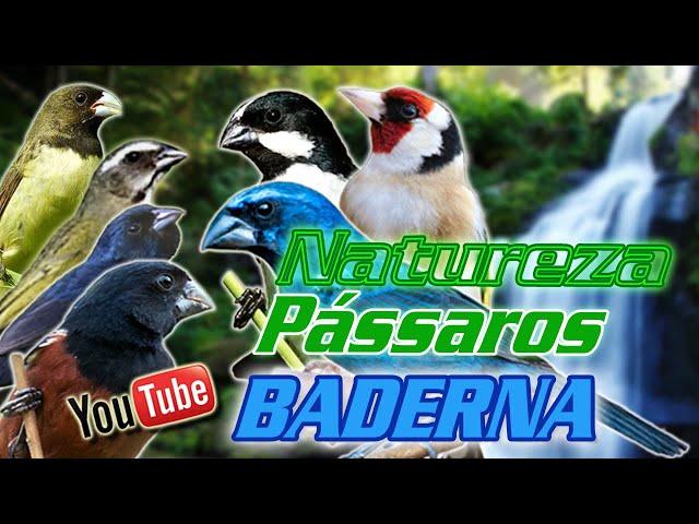 ESQUENTE SEU PÁSSARO, BADERNA  PARA ESQUENTAR QUALQUER AVE, CANTO DE PÁSSAROS NA NATUREZA