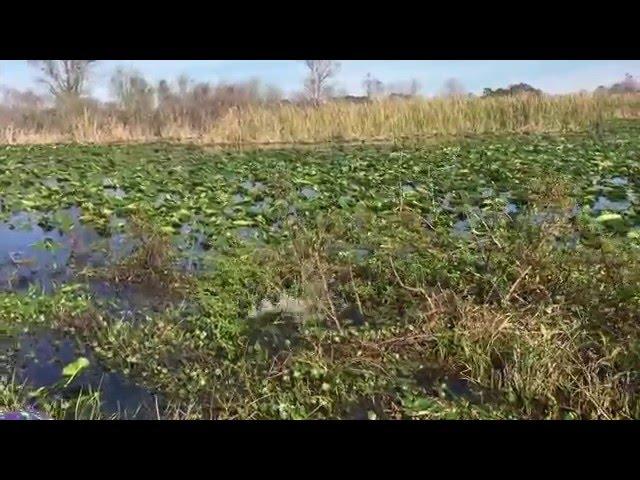 Camp Mack's Airboat ride - Gator video, Lake Wales, FL RV Campground, near Legoland