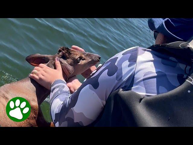 Drowning deer looks at her rescuers with such devotion