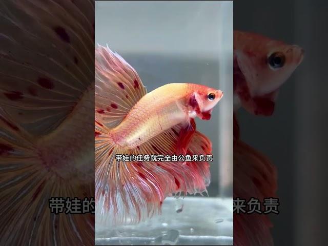 泰国斗鱼如何孵化小鱼宝宝，30天生小鱼过程全纪录！