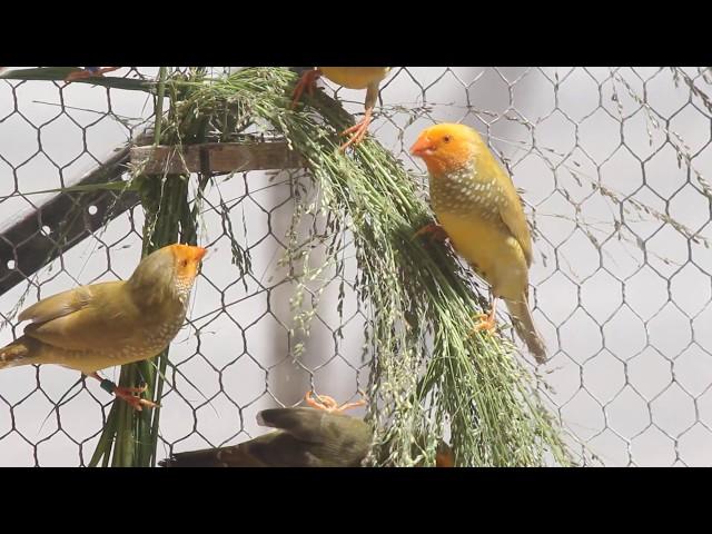 Yellow Head Star Finches