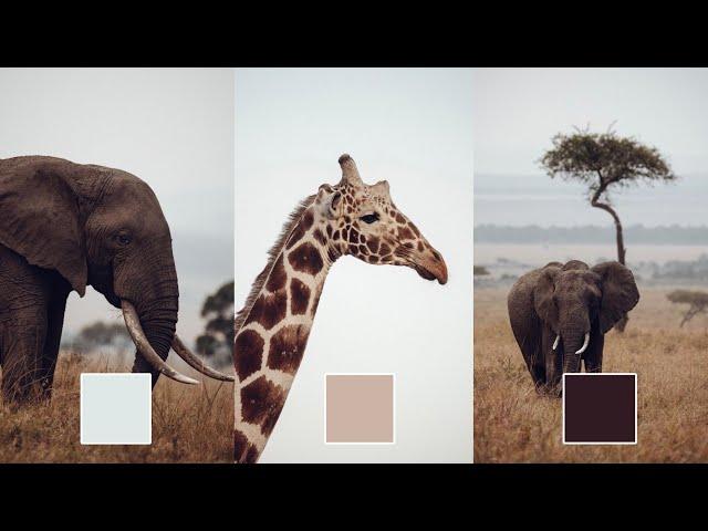 SECRET Color Grading Lightroom Photo Editing Tutorial  - How to Edit Wildlife Like @lostinayaland