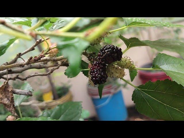 Sweet Mulberry Harvesting