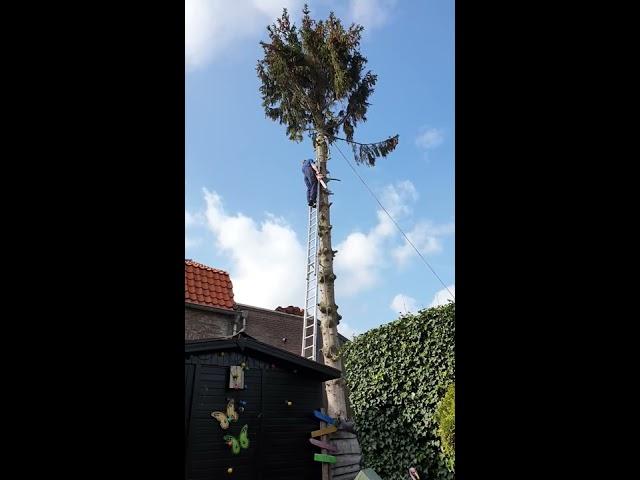 Boom omzagen gaat fout in Wamel