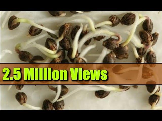 Seed Germination Paper Towel - How to Start Seeds Fast!