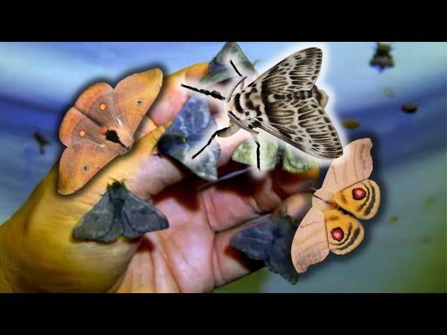 MANY MOTHS came to my MOTH TRAP!  in Brazil by Bart Coppens