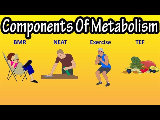 The Components Of Metabolism Or Total Daily Energy Expenditure - What Is TDEE Explained