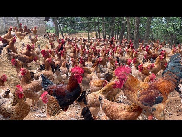 How to raise free-range chickens for meat and eggs.