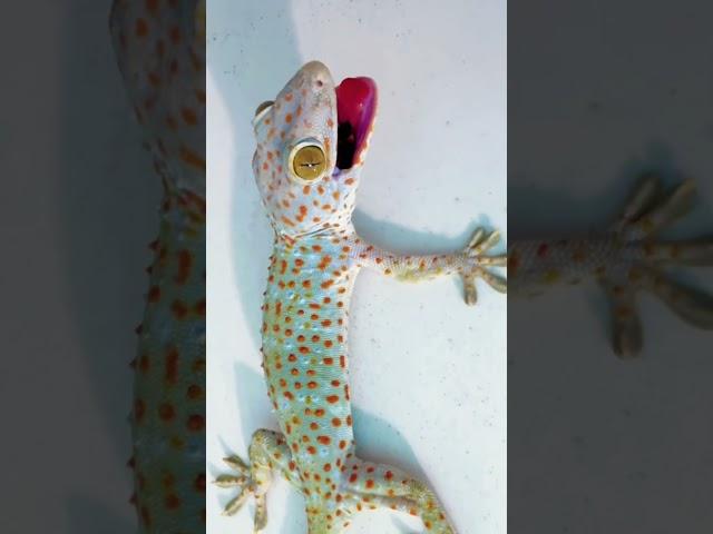 Tắc kè giận #bebek #iguana #kucing #animals #tắc_kè #gecko #tokek