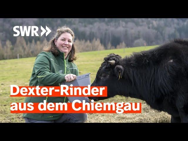 Lecker aufs Land - Es weihnachtet! Dexter Rinder aus dem Chiemgau