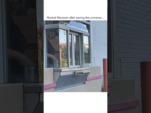 Ridiculous Raccoon Orders Donut From Drive-Thru!