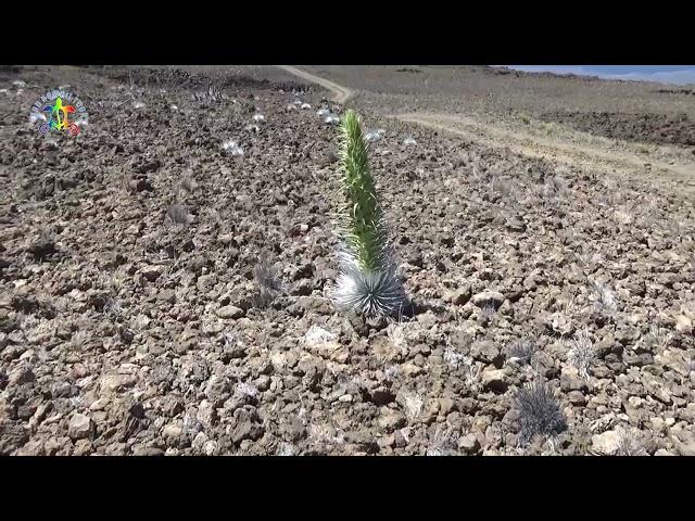 This BLEW me away!  The Silversword in FULL bloom! June 8, 2024