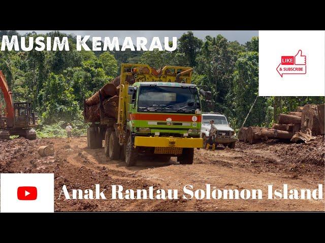 Aktiviti Logging Musim Kemarau di Kepulauan Solomon Island//Kayu Bertimbun di Landing Area//