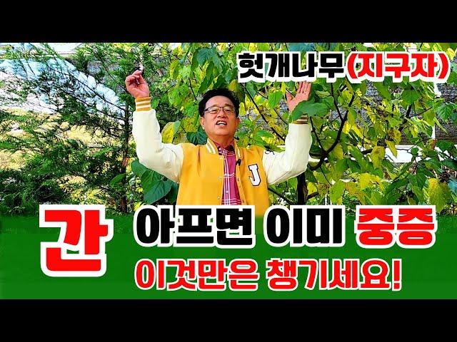 【약초대학TV】간이 아프면 이미 중증, 간 해독의 비밀(지구자,헛개나무) #연말 #회식 #저녁 #새해 #건강