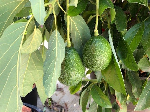 A day in an avocado growers life..... among other things