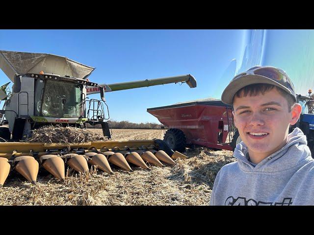 Phenomenal Corn Harvest - 18 year old Farmer