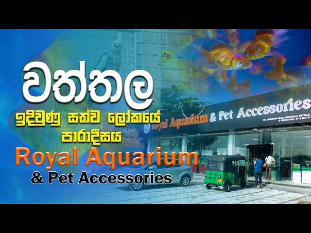 වත්තල ඉදිවුණු විශාලතම  මින්මැදුර  Royal Aquarium And Accessories