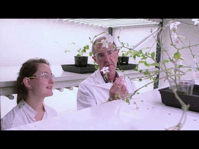 Funding research into making medicines from plants