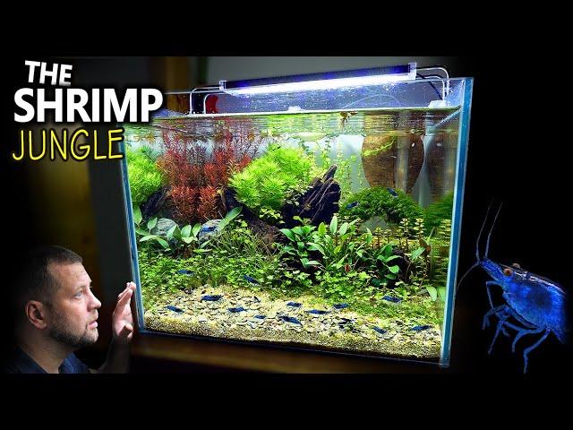 The Shrimp Jungle: NEW Tank Setup for Neocaridina Shrimp (Step By Step Aquascape Tutorial)