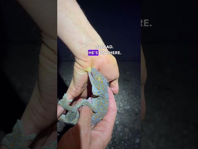 Dreaded Tokay gecko BITE 