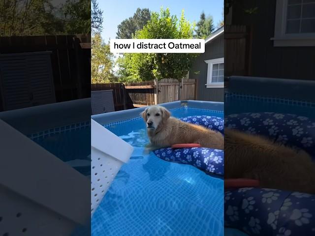 At this point, I’m the retriever. #PoolTime #SummerVibes #goldenretriever #Shorts