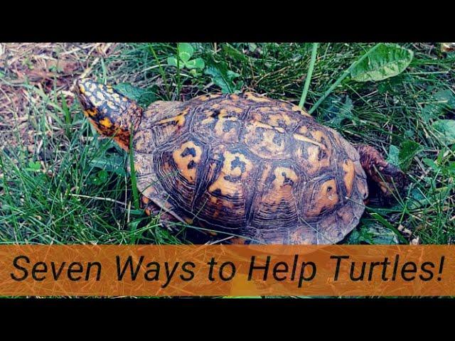 Seven Ways to help turtles (with special emphasis on Box Turtles!)