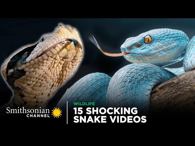 15 Shocking Snake Videos!  Smithsonian Channel