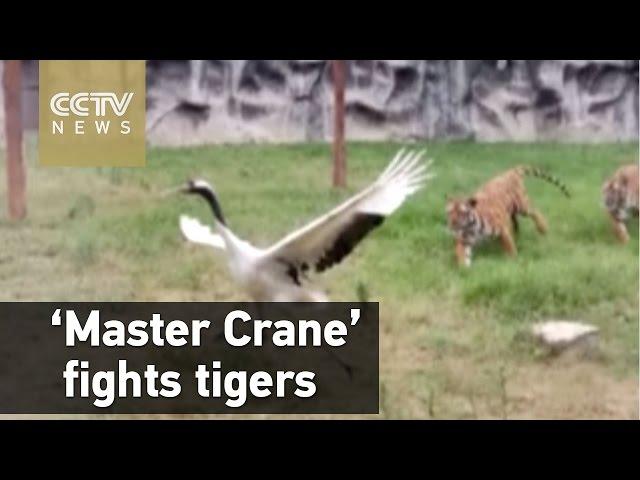 'Master Crane' fights two tigers in zoo