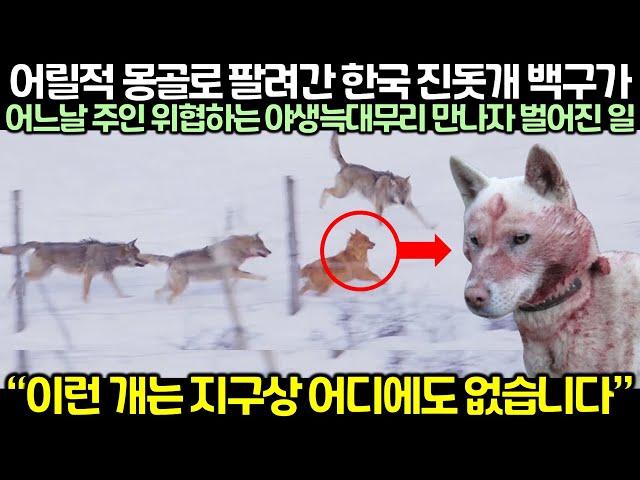 어릴적 몽골로 팔려간 한국 진돗개 백구가 어느날 주인 위협하는 야생늑대무리 만나자 벌어진 일