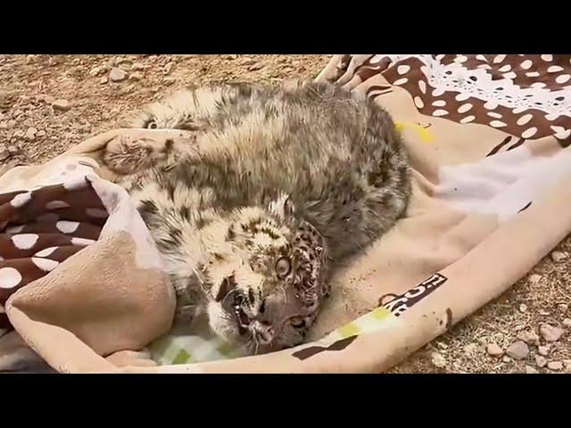 The Snow Leopard Cub Clinging to Life After Cliff Fall - A 1000km Relay Rescue Against All Odds！