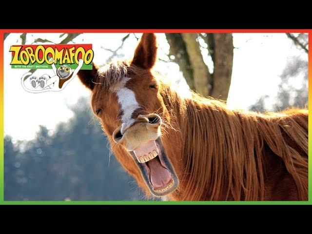  Zoboomafoo 128 | Horses | Animal shows for kids | Full Episode | HD 