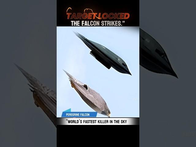 “World’s Fastest Killer in the Sky – Peregrine Falcon !   #Wildlife,#TrendingFactsvideos