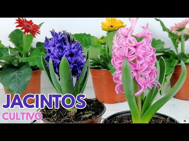 jacintos cuidados y cultivo  Hyacinthus CHUYITO JARDINERO