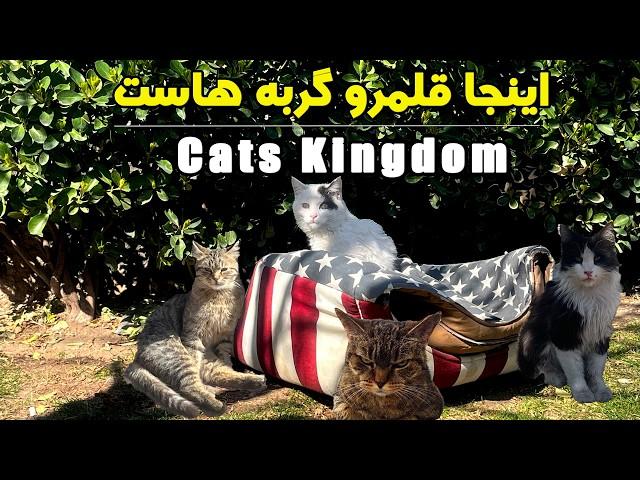 This Park in Iran is Owned by Cats! |این پارک ایران، مال گربه‌هاست!
